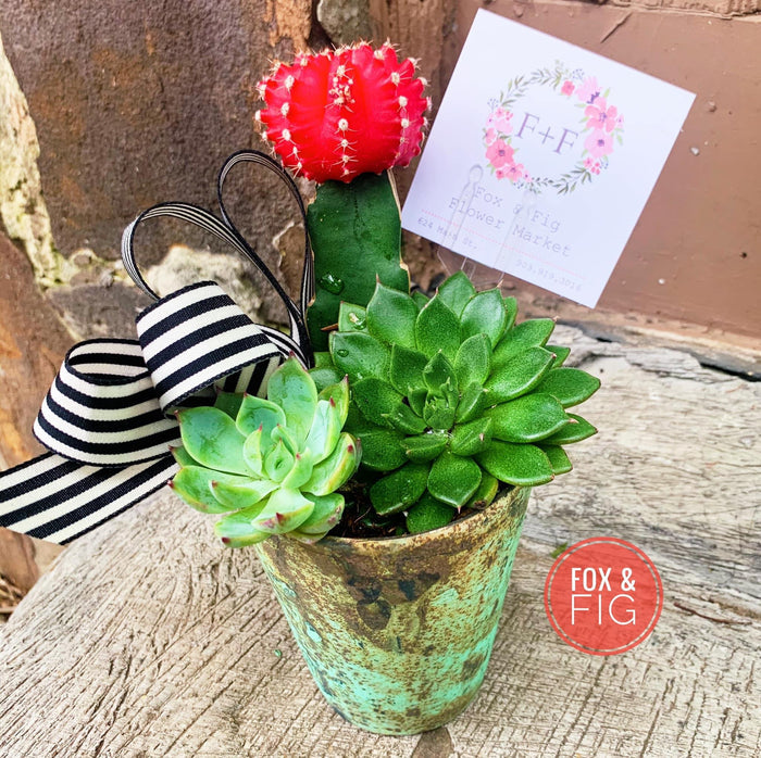 Arrangements ~ Live Succulents