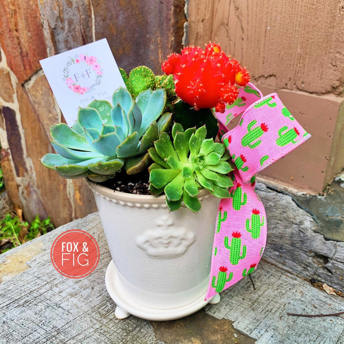 Arrangements ~ Live Succulents