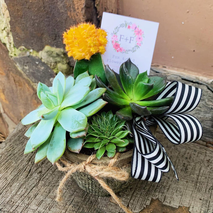 Arrangements ~ Live Succulents