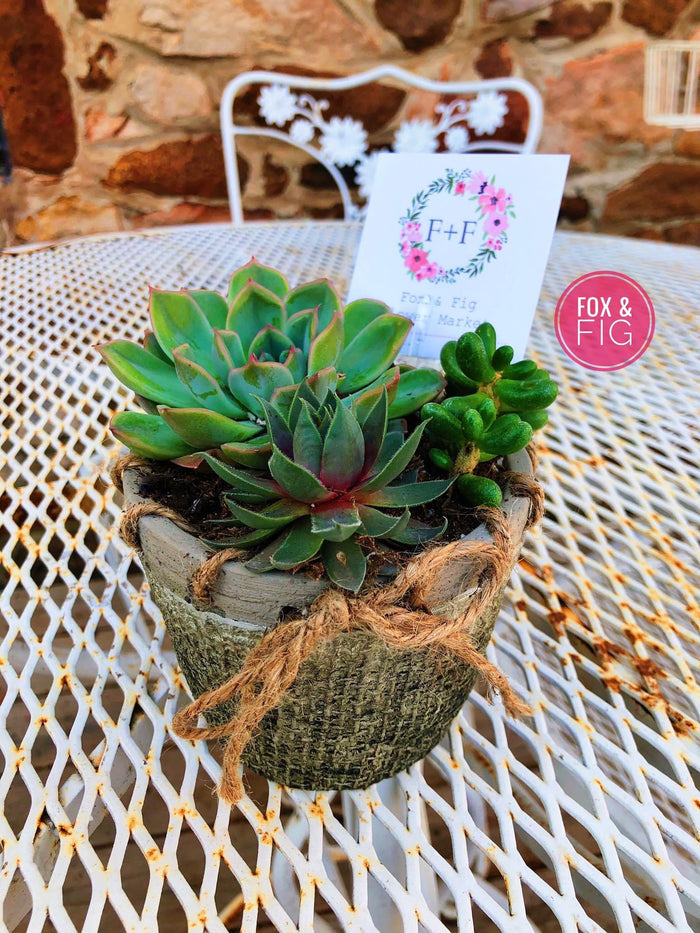 Arrangements ~ Live Succulents