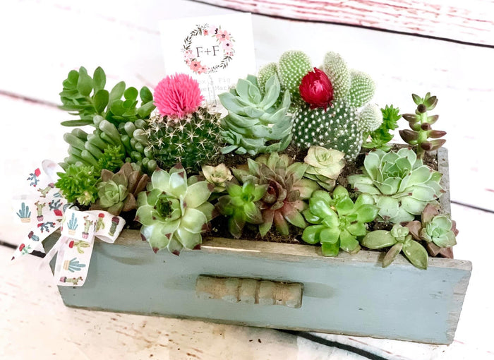 Arrangements ~ Live Succulents