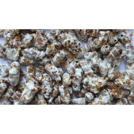 Aspen Oyster Plug Spawn