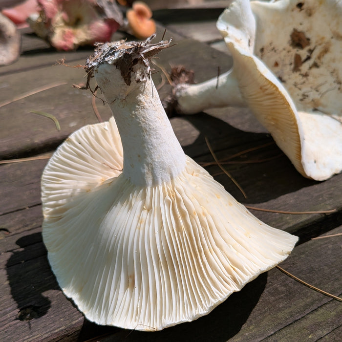August 2, 2026 - MAURICIE - Mushroom-Hunting Excursion