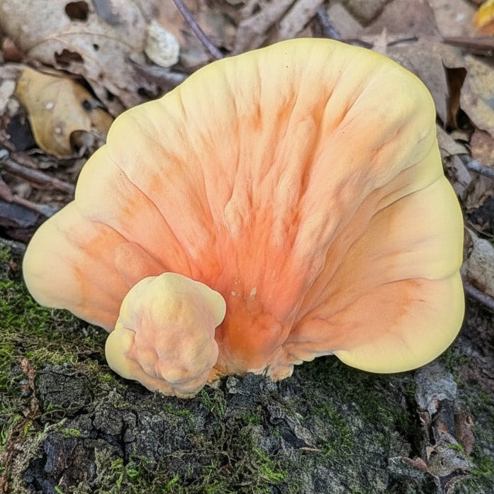 August 2, 2026 - MAURICIE - Mushroom-Hunting Excursion