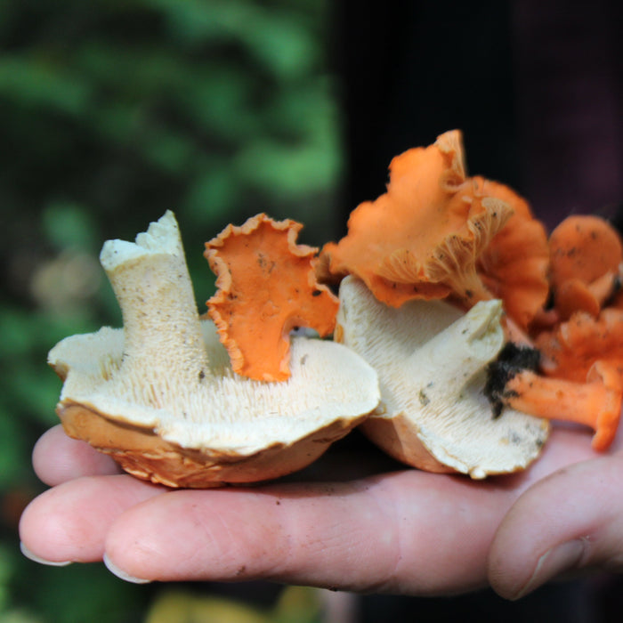 August 22, 2026 - MONTÉRÉGIE - Mushroom-Hunting Excursion