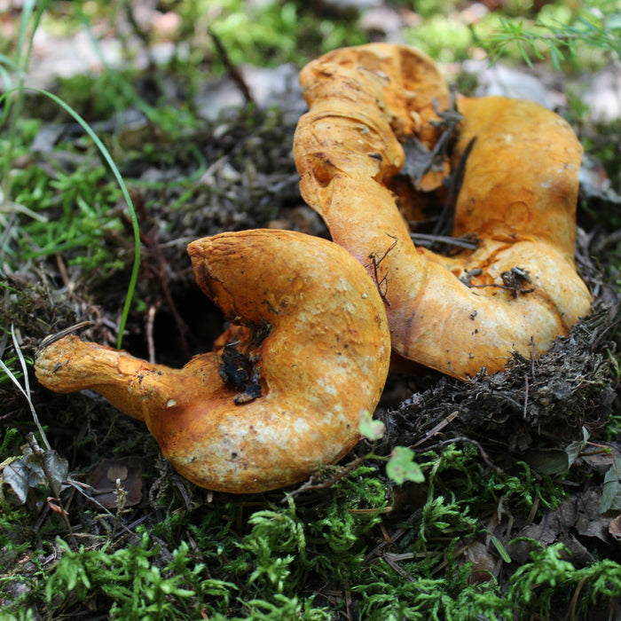 August 27, 2026 - LAURENTIANS - Mushroom-Hunting Excursion