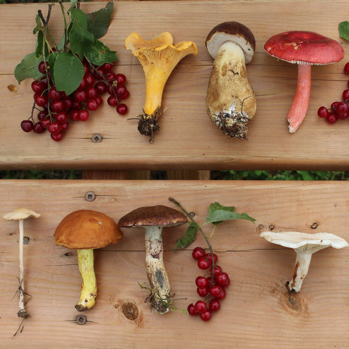 August 29 and 30, 2026 - Mushrooms hunter-gatherer (3 Days)