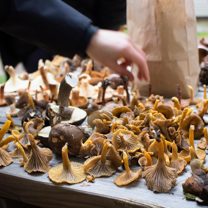 August 29 and 30, 2026 - Mushrooms hunter-gatherer (3 Days)