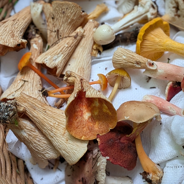 August 9, 2026 - EASTERN TOWNSHIPS - Mushroom-Hunting Excursion