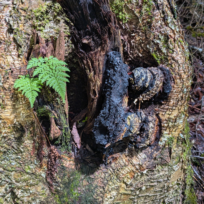 August 9, 2026 - EASTERN TOWNSHIPS - Mushroom-Hunting Excursion