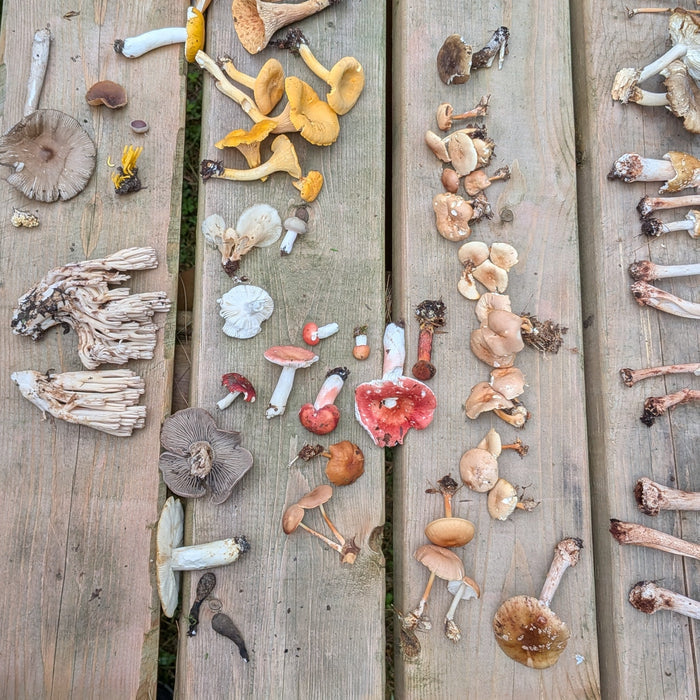 August 9, 2026 - EASTERN TOWNSHIPS - Mushroom-Hunting Excursion