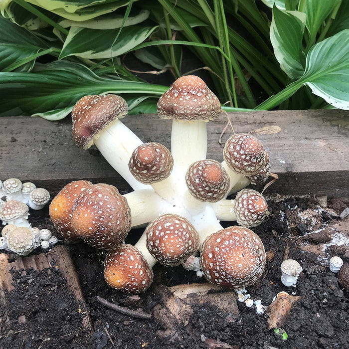 August 9, 2026 – Mushroom Cultivation Workshop