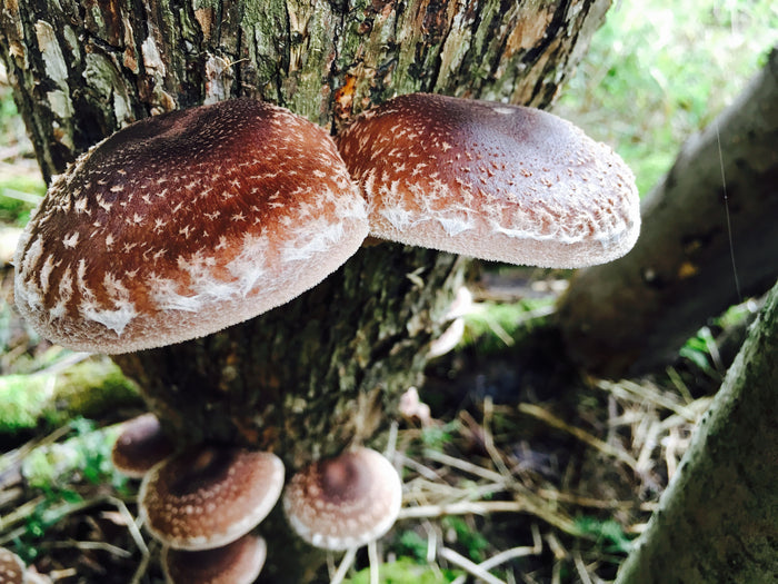 August 9, 2026 – Mushroom Cultivation Workshop