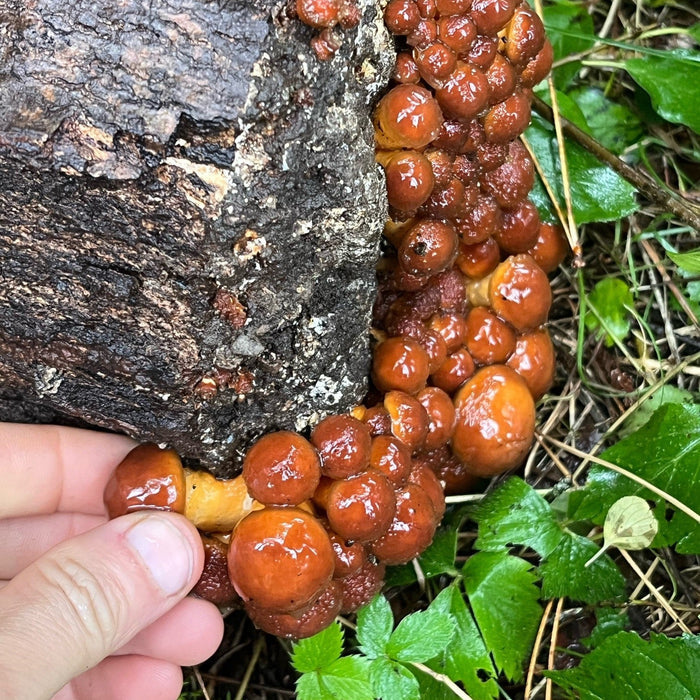 August 9, 2026 – Mushroom Cultivation Workshop