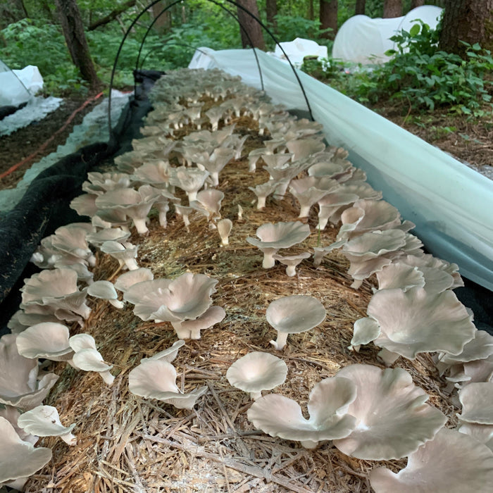 August 9, 2026 – Mushroom Cultivation Workshop