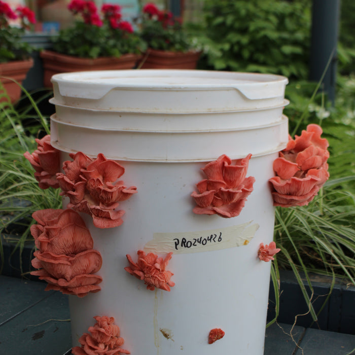 August 9, 2026 – Mushroom Cultivation Workshop