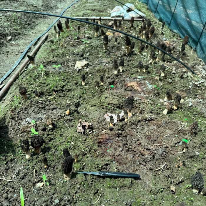 August 9, 2026 – Mushroom Cultivation Workshop