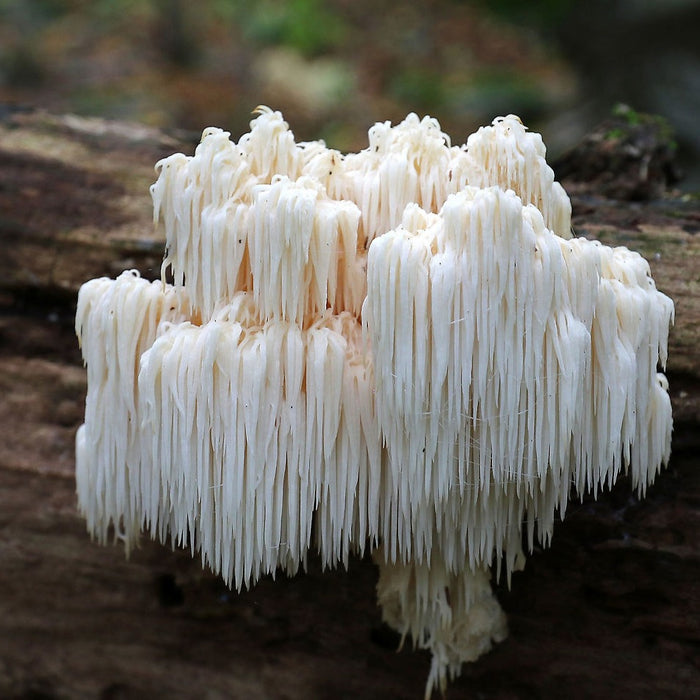 Bear's Head Tooth- Liquid Mycelium Syringe