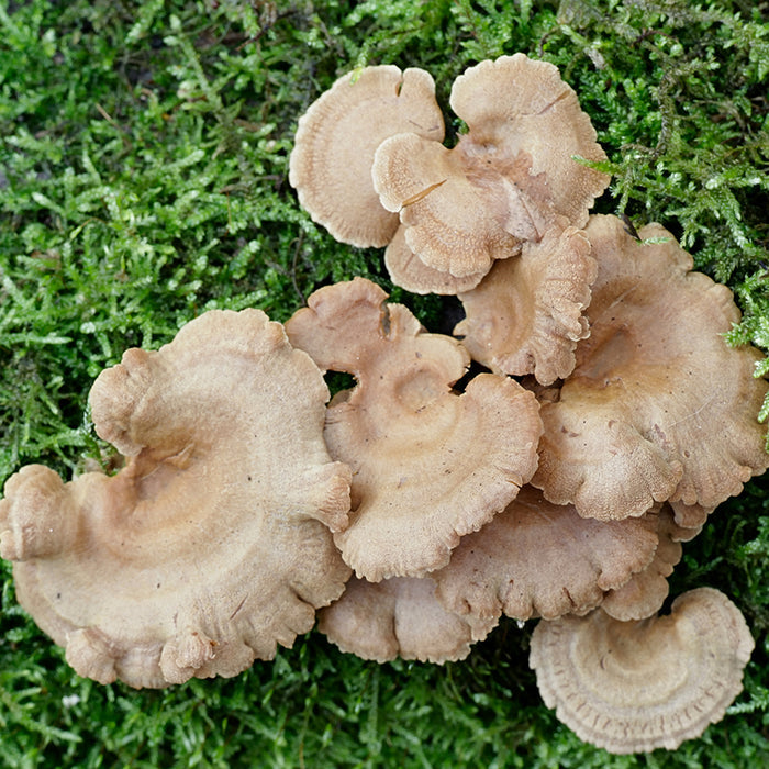 Bitter Oyster - Liquid Mycelium Syringe