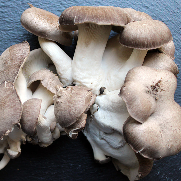 Black Pearl Oyster - Liquid Mycelium Syringe