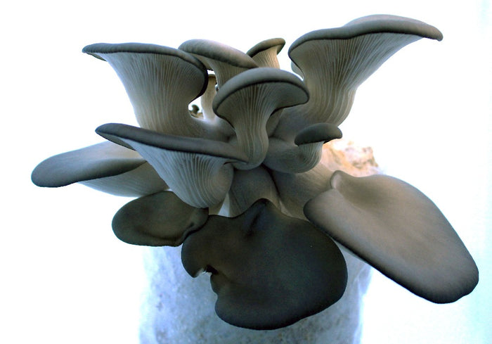 Blue Oyster Mushroom Grow Kit