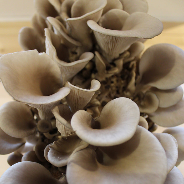 Blue Oyster Plug Spawn
