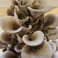 Blue Oyster Plug Spawn