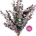 Burgundy Eucalyptus Bundle