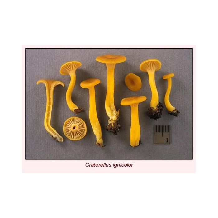 Clé des chanterelles du Québec