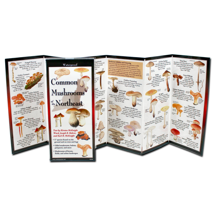 Common Mushrooms of the Northeast