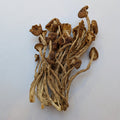 Dried Pioppino