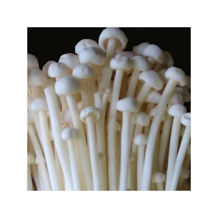 Enokitake - Liquid Mycelium Syringe
