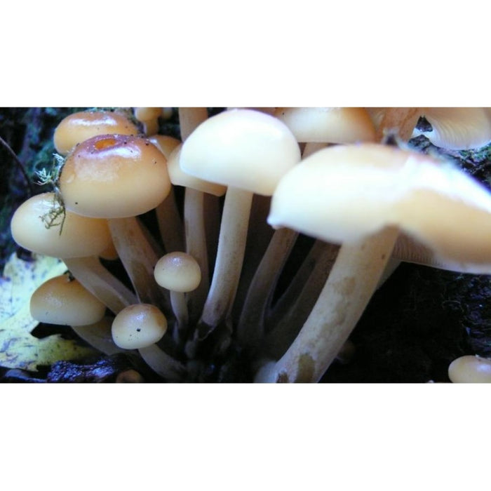 Enokitake - Liquid Mycelium Syringe