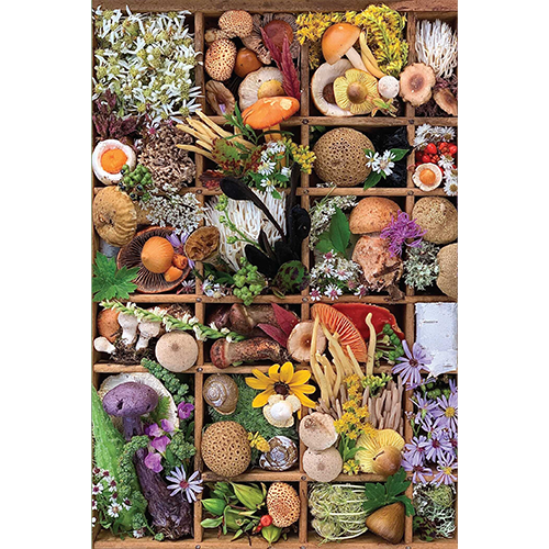 Flowers & Fungi Note Card Set