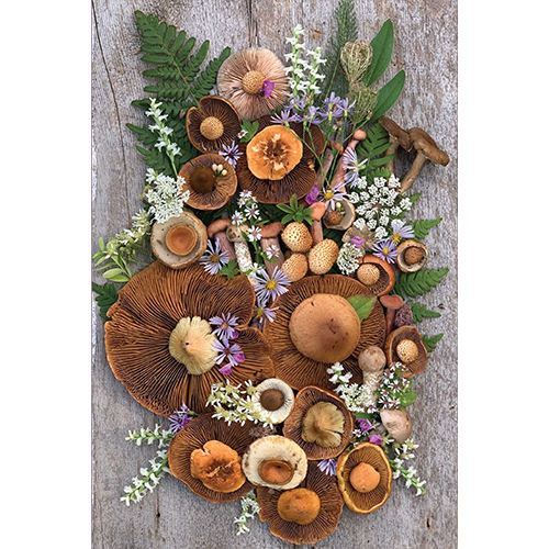 Flowers & Fungi Note Card Set