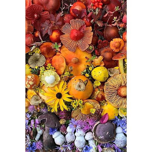 Flowers & Fungi Note Card Set