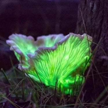 Ghost fungus - Liquid Mycelium Syringe