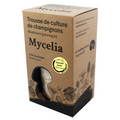 Golden Oyster Mushrooms Grow Kit