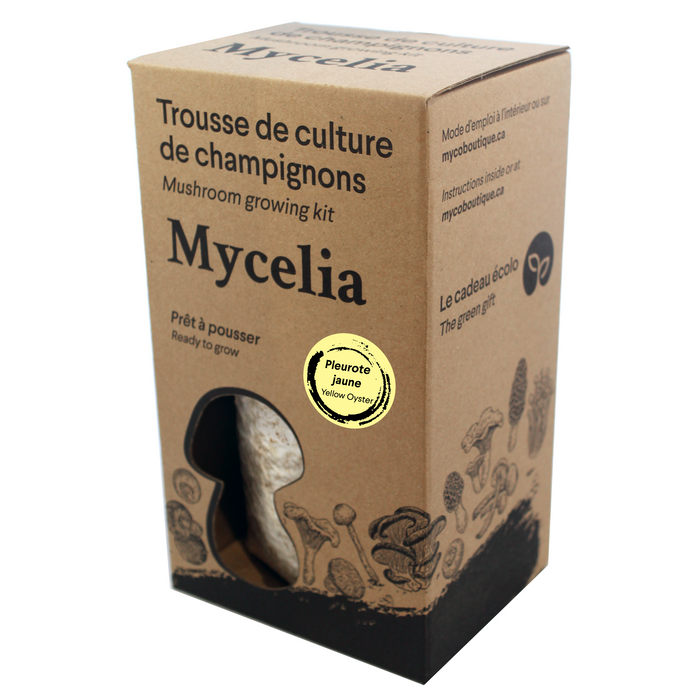 Golden Oyster Mushrooms Grow Kit