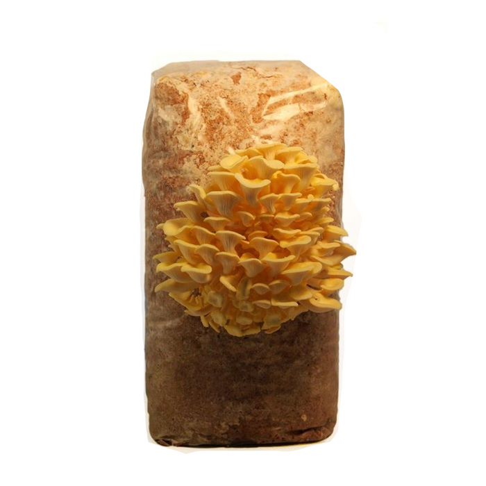 Golden Oyster Mushrooms Grow Kit