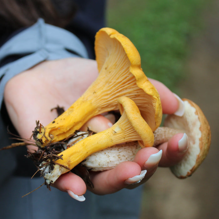 July 11, 2027 - EASTERN TOWNSHIPS - Mushroom-Hunting Excursion