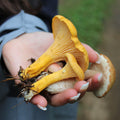 July 11, 2027 - EASTERN TOWNSHIPS - Mushroom-Hunting Excursion