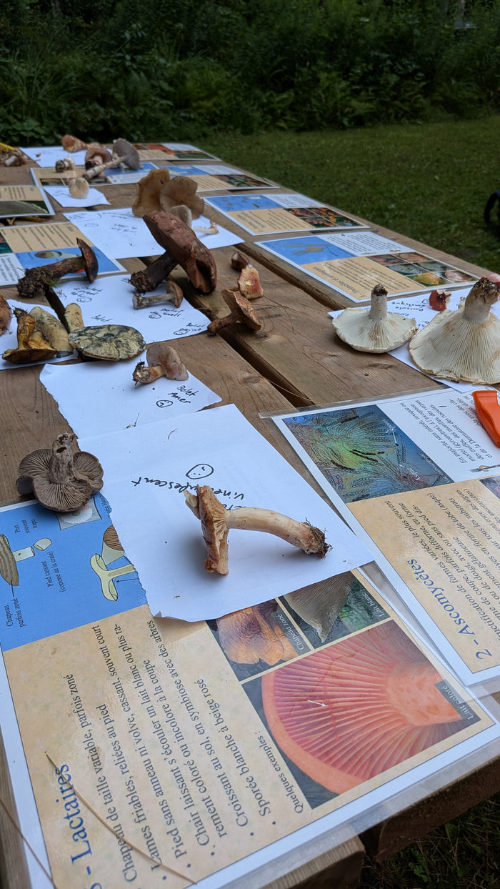 June 9, 2026 - Introduction to Wild Mushrooms of Northeastern North America - In English