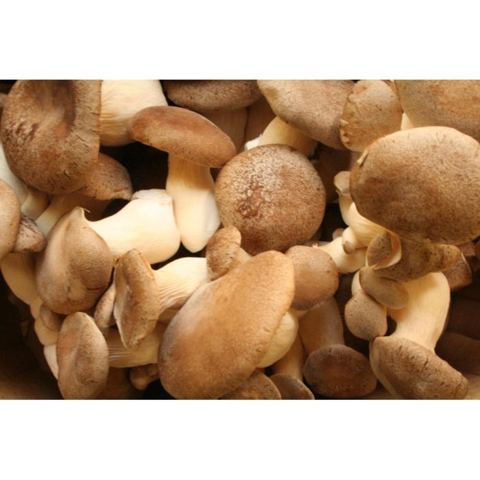 King Oyster- Liquid mycelium syringe