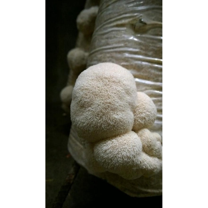 Lion's Mane Growing Kit