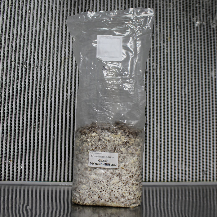 Lion's Mane Mushroom Grain Spawn
