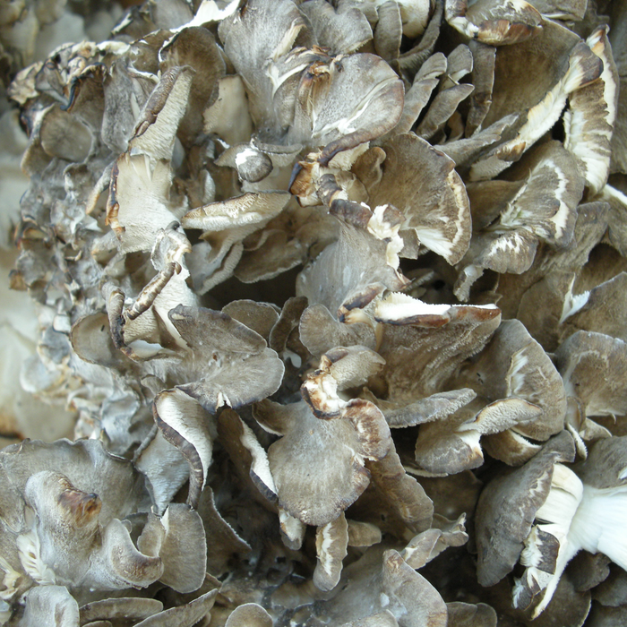 Maitake - Liquid Mycelium Syringe