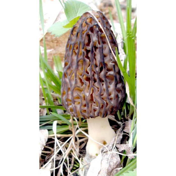 Morel - 10 ml Liquid Mycelium Syringe