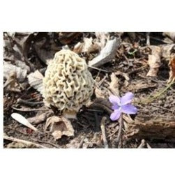 Morel - 10 ml Liquid Mycelium Syringe