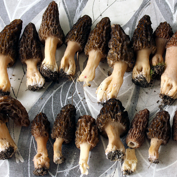 Morel Garden Grow Kit